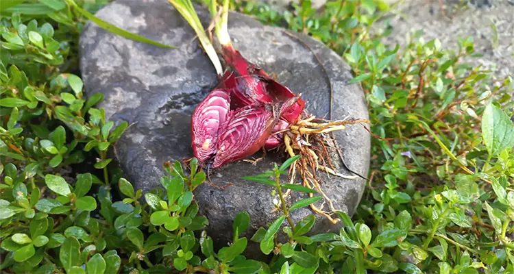 8 Manfaat Bawang Dayak untuk Kesehatan Tubuh yang Masih Jarang Diketahui