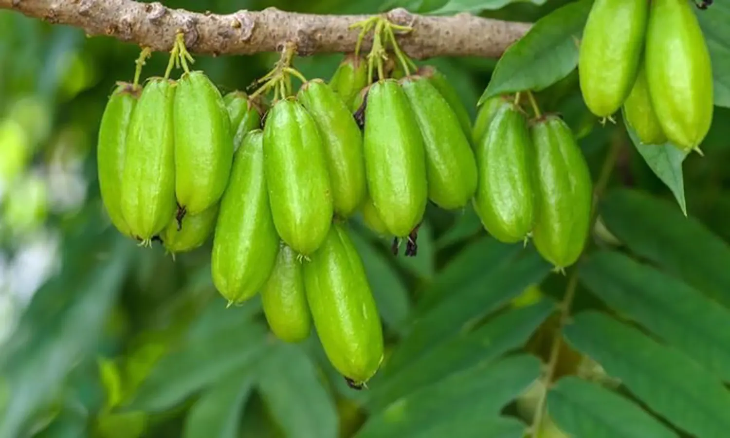 10 Manfaat Belimbing Wuluh untuk Kesehatan yang Jarang Diketahui