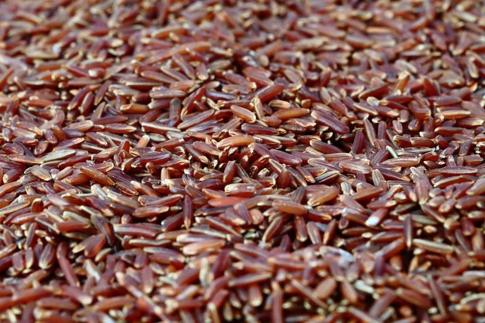 Manfaat Beras Merah yang Luar Biasa untuk Kesehatan Tubuh