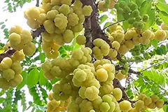 Kenali 10 Manfaat Buah Cermai untuk Kesehatan