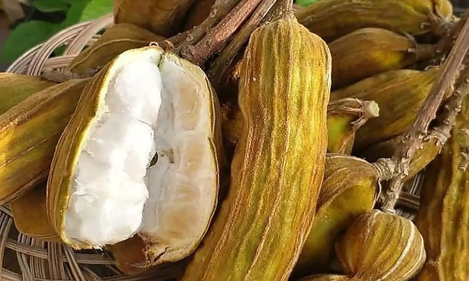 Buah Salju: Buah Khas Bedugul Bali yang Kaya Akan Nutrisi dan Manfaat Kesehatan yang Luar Biasa