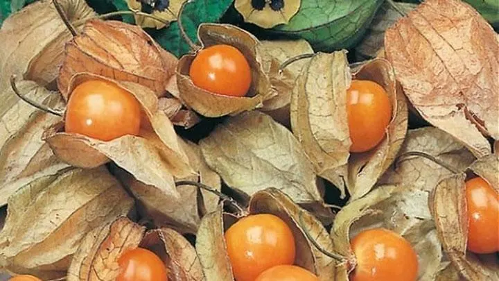 Manfaat Buah Ciplukan: Sejuta Khasiat dalam Ukuran Kecil