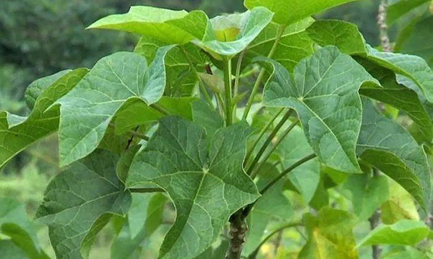 7 Manfaat Daun Jarak Bagi Tubuh, Terutama untuk Bayi