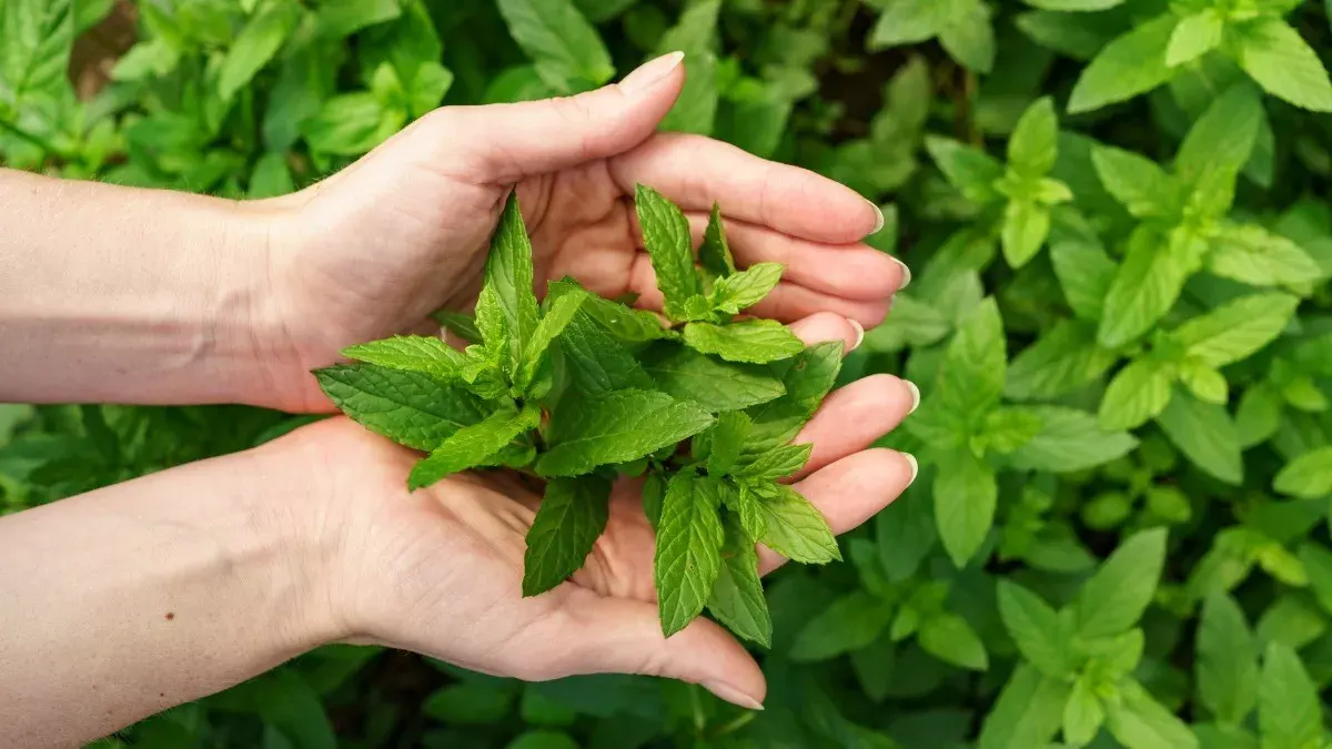 Manfaat Daun Mint untuk Kesehatan yang Kerap Kita Kesampingkan 
