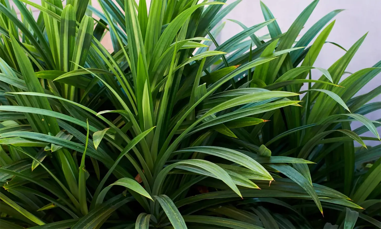 Sejuta Aroma dalam Sehelai Daun: 9 Manfaat Daun Pandan untuk Kesehatan yang Jarang Diketahui