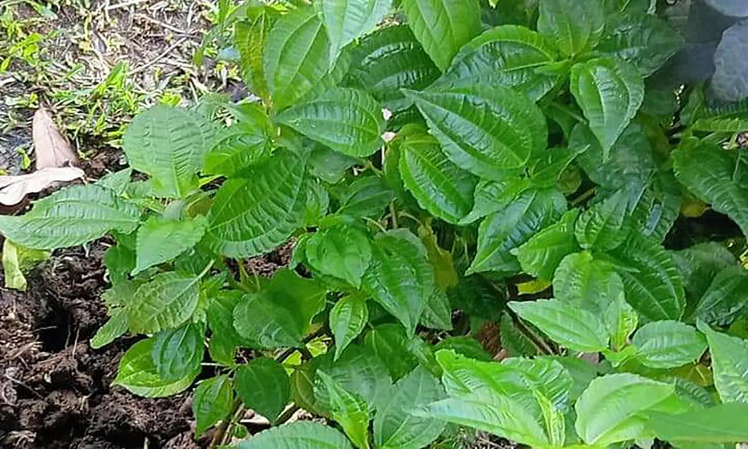 Sering Dijadikan Lalapan, Ini Manfaat Daun Pohpohan Bagi Tubuh yang Jarang Diketahui