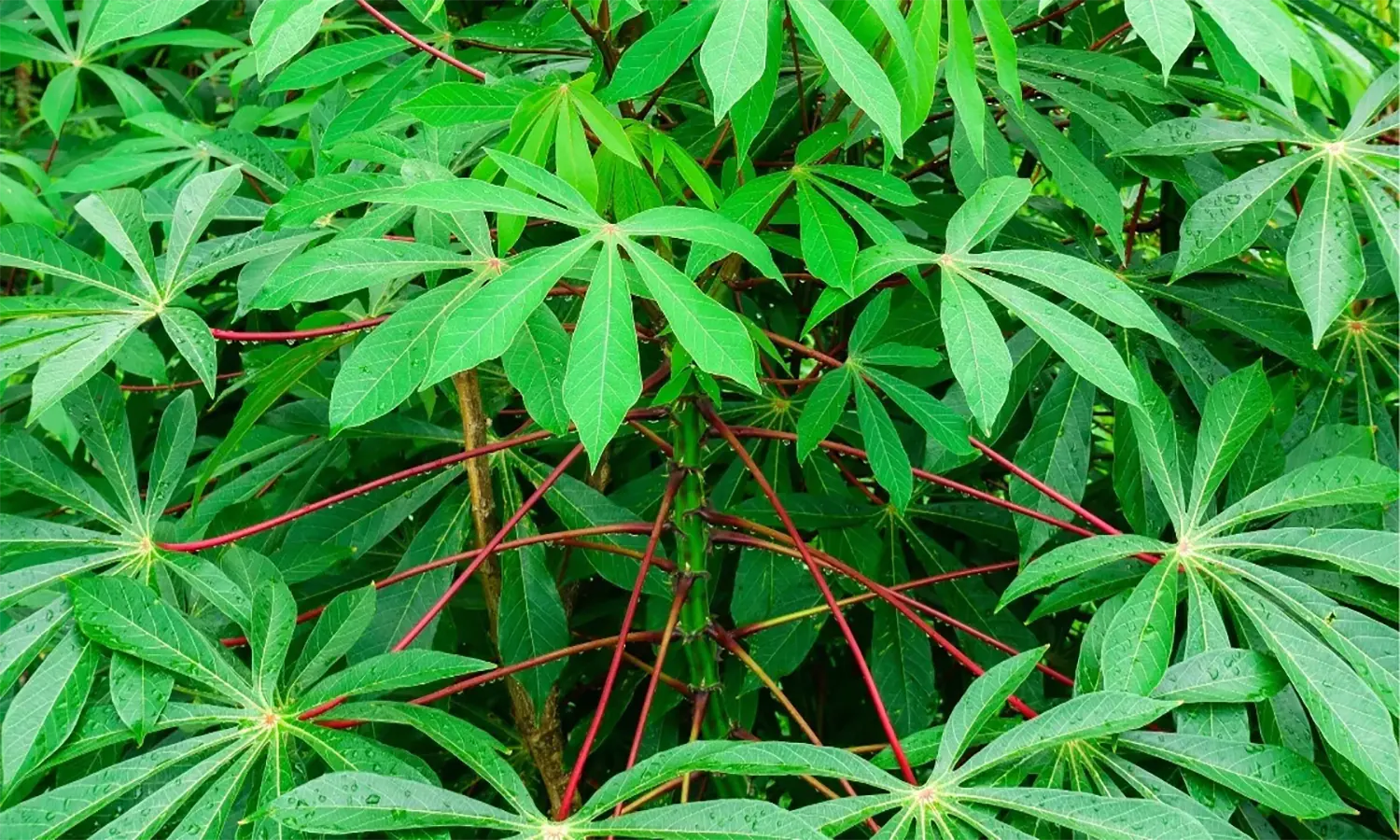 Manfaat Daun Singkong untuk Kesehatan: Kaya Kandungan Senyawa Baik