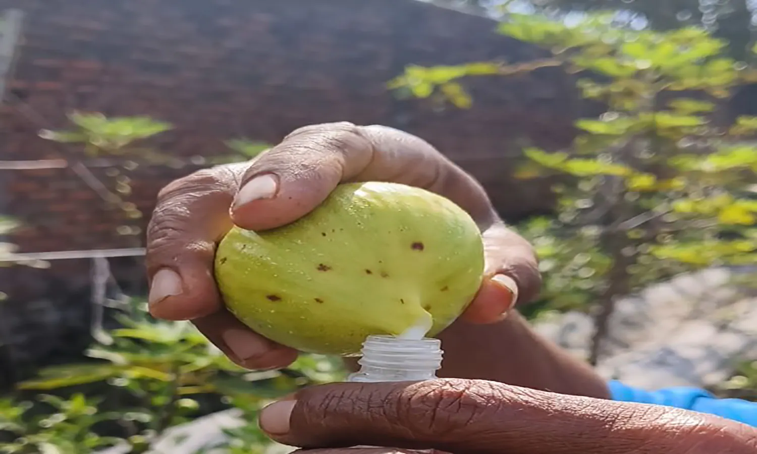 Jarang Diketahui, Ternyata Ini Manfaat Getah Buah Tin