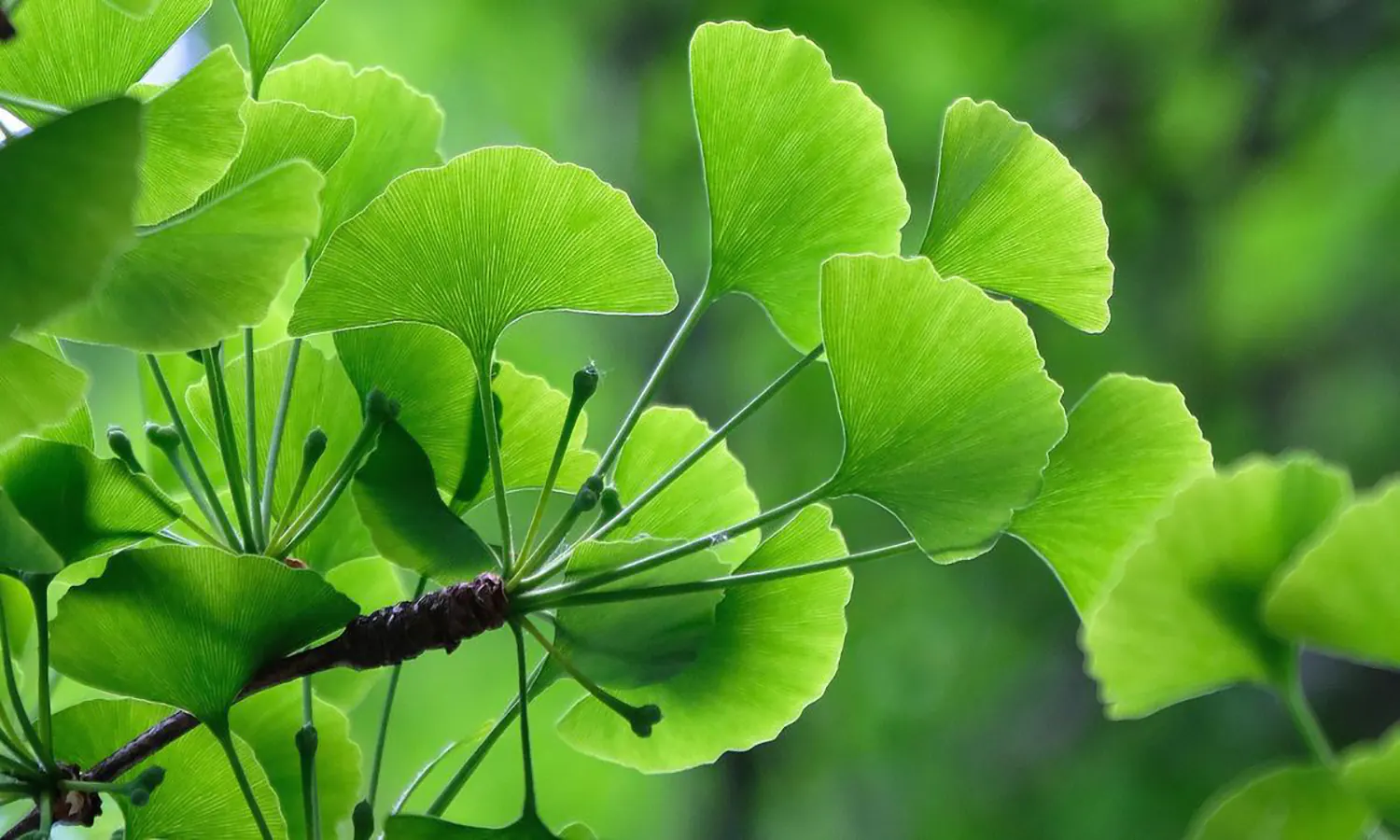 7 Manfaat Ginkgo Biloba untuk Kesehatan Tubuh
