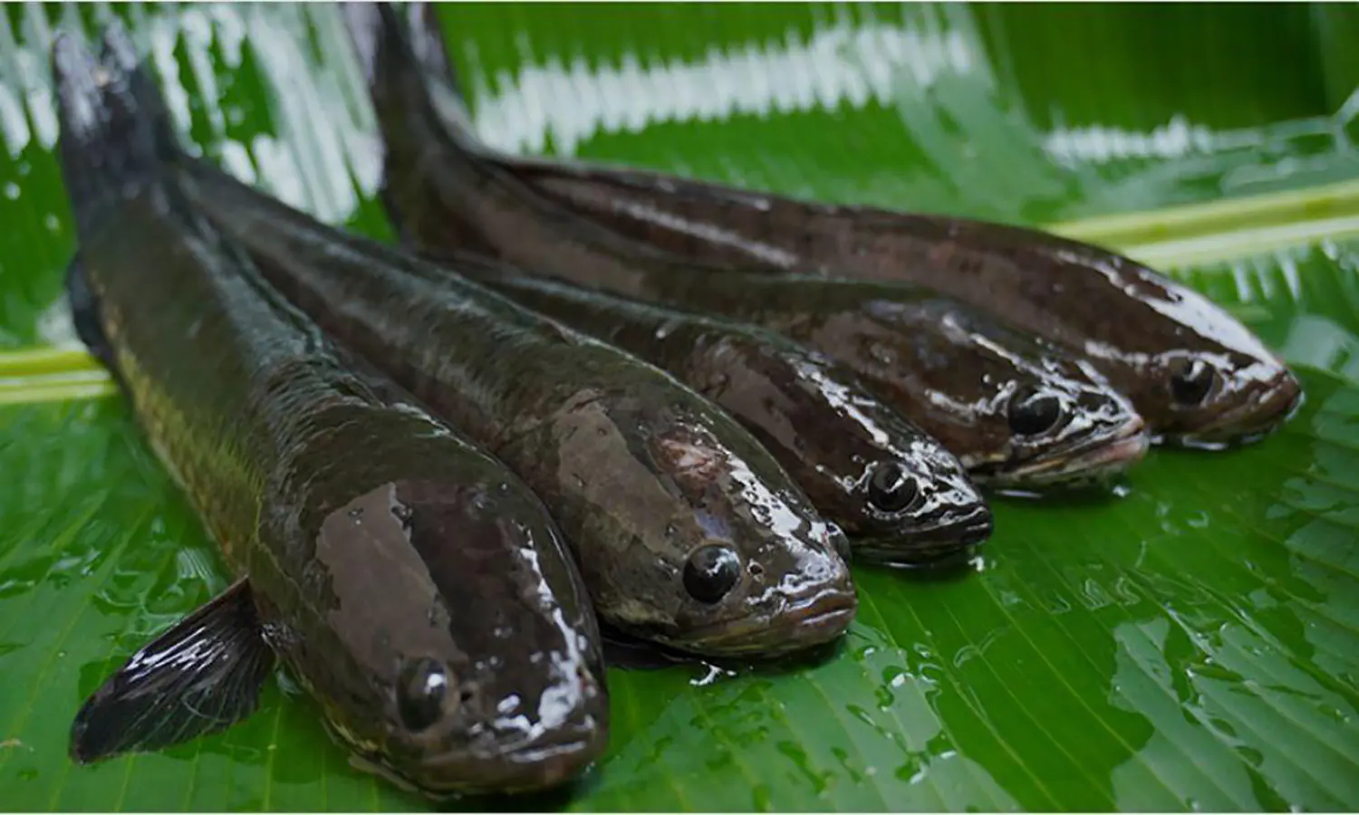 Manfaat Ikan Gabus untuk Kesehatan: Mempercepat Penyembuhan Luka dan Lainnya