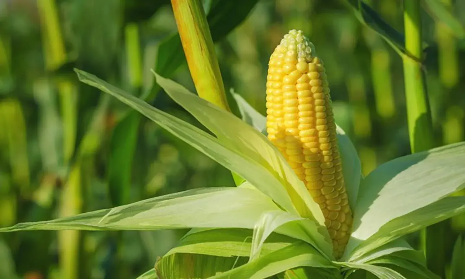 Manfaat Jagung Rebus dan Air Rebusan Jagung: Kaya Nutrisi untuk Kesehatan Optimal
