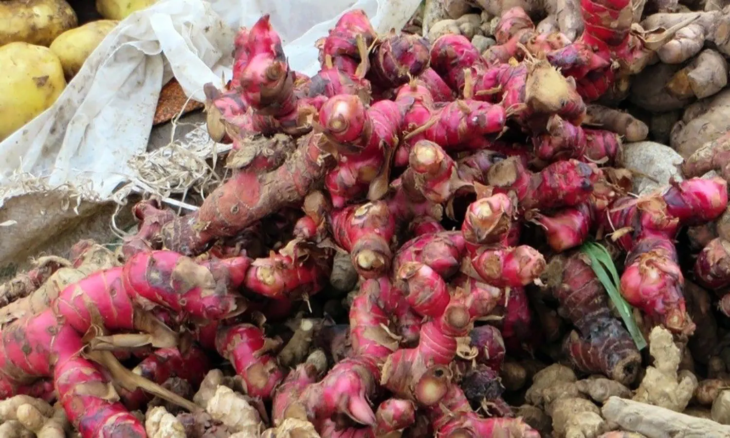 10 Manfaat Jahe Merah untuk Kesehatan, Anti-Kanker