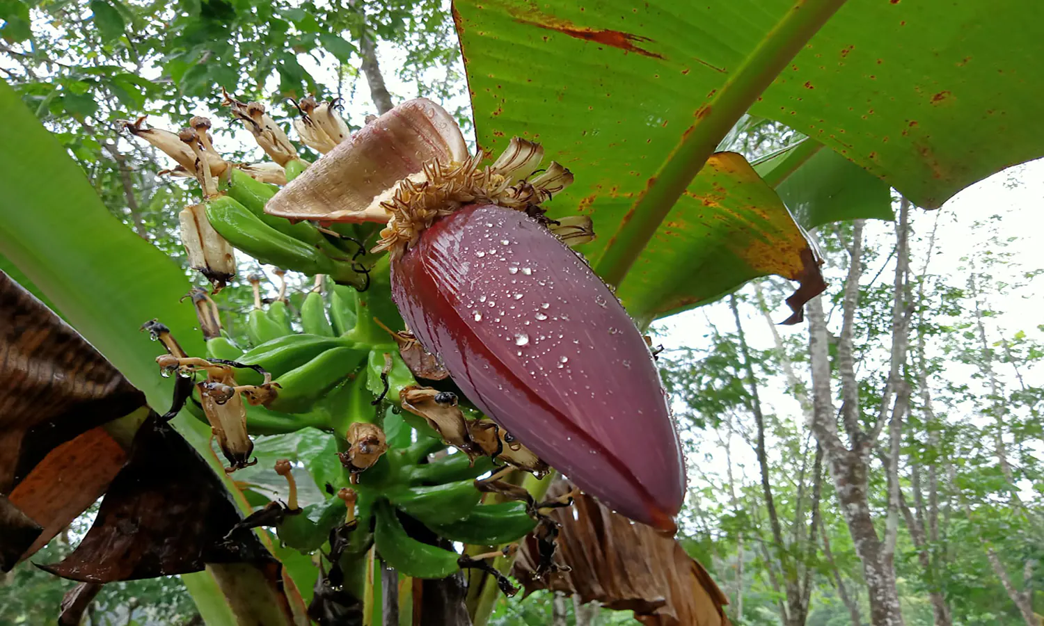 14 Manfaat Jantung Pisang untuk Kesehatan Tubuh
