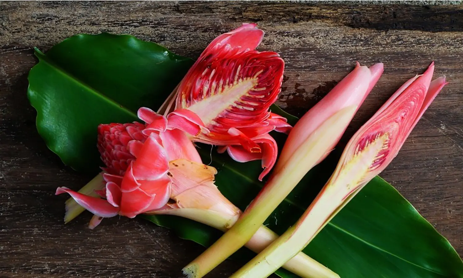 Batang, Bunga dan Buah Berguna, Berikut Manfaat Kecombrang Bagi Kesehatan