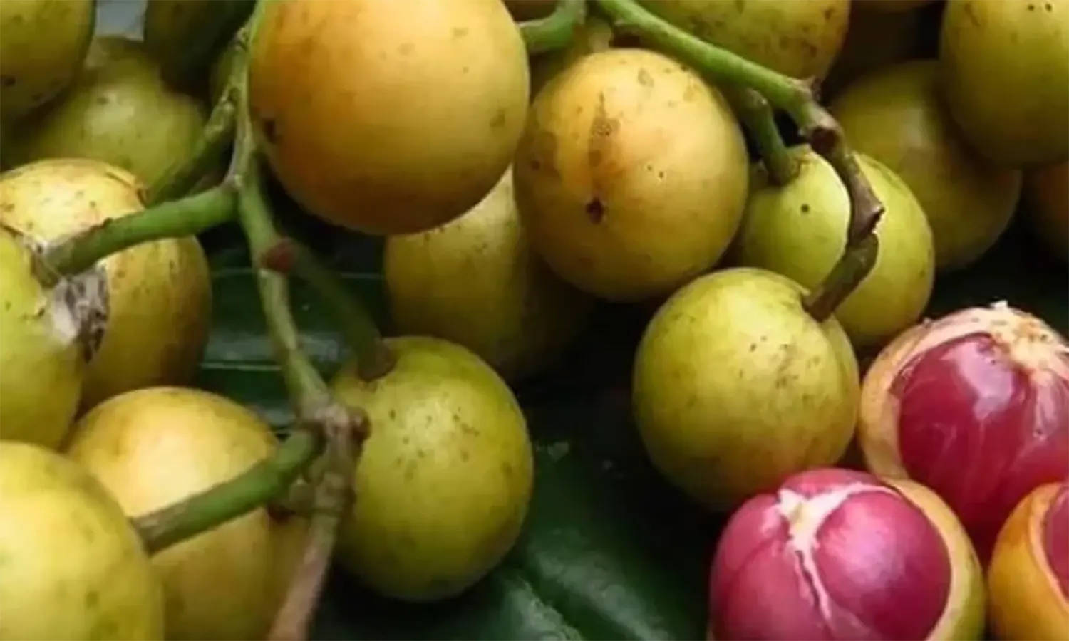 9 Manfaat Buah kepundung yang Jarang Diketahui