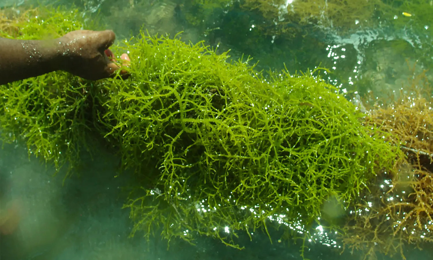 Jenis, Kandungan dan Manfaat Rumput Laut Bagi Kesehatan