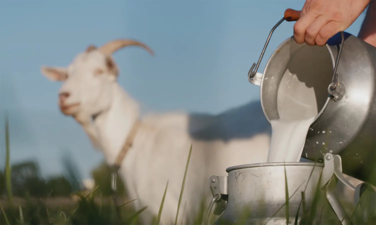 20 Manfaat Susu Kambing Etawa dan Efek Sampingnya