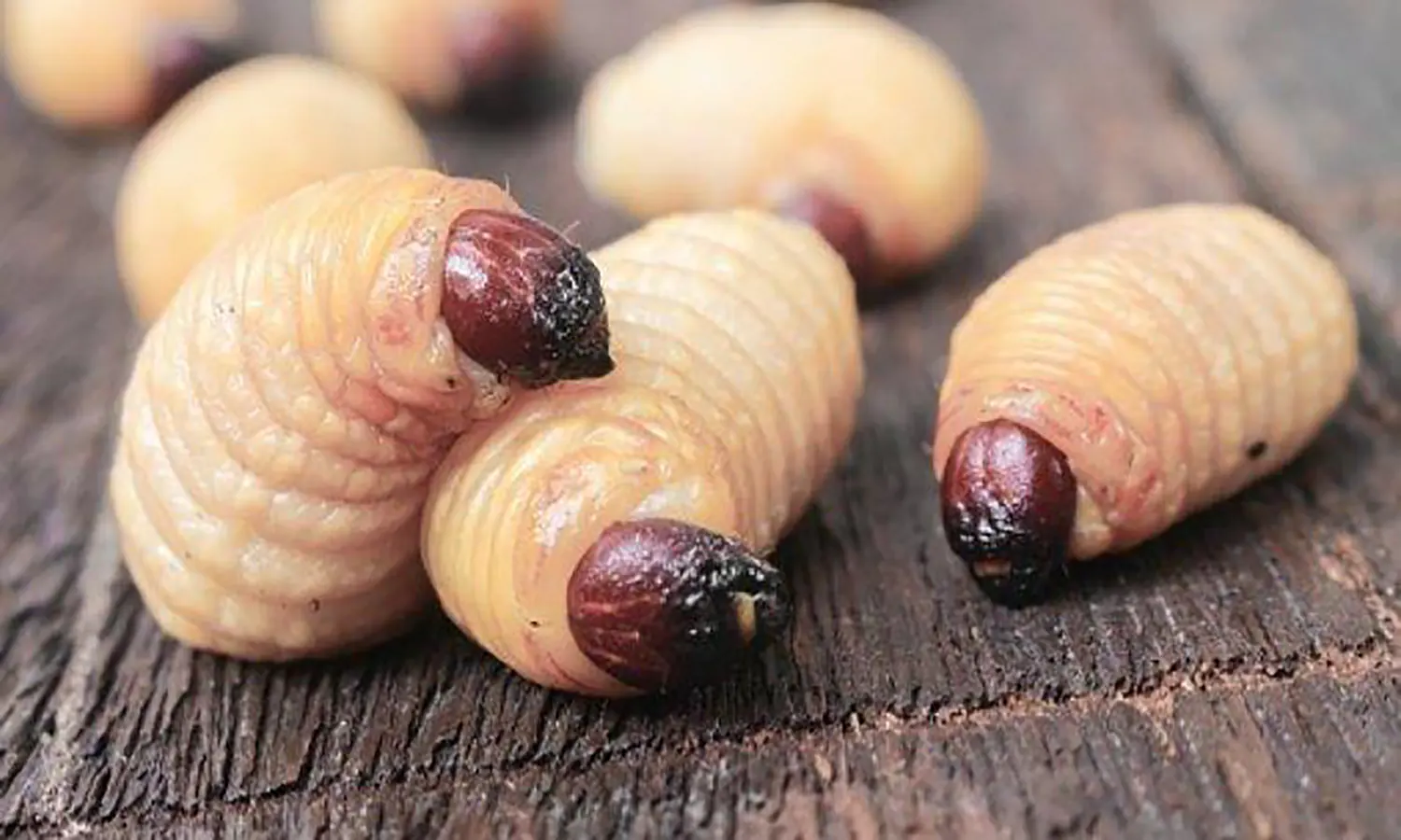 Tinggi Protein, Berikut 7 Manfaat Ulat Sagu untuk Kesehatan