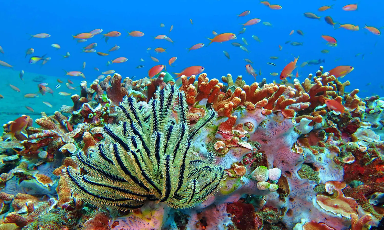 Menjelajahi Keajaiban Bawah Laut: Taman Nasional Wakatobi, Permata Konservasi di Indonesia
