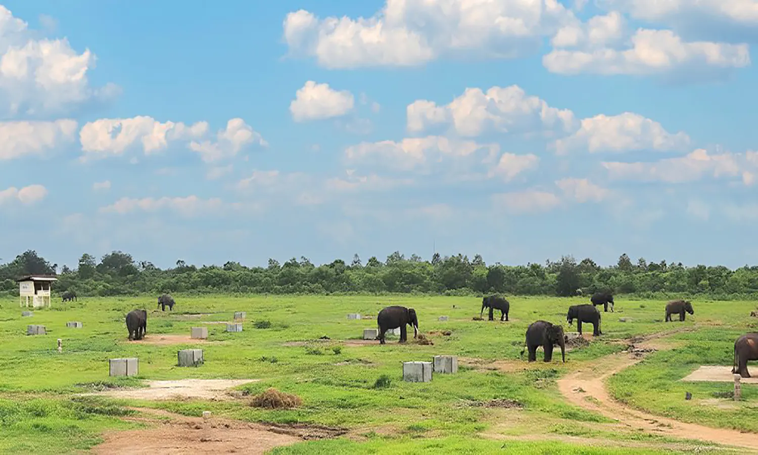 Taman Nasional Way Kambas: Keindahan Alam dan Konservasi Gajah Sumatera
