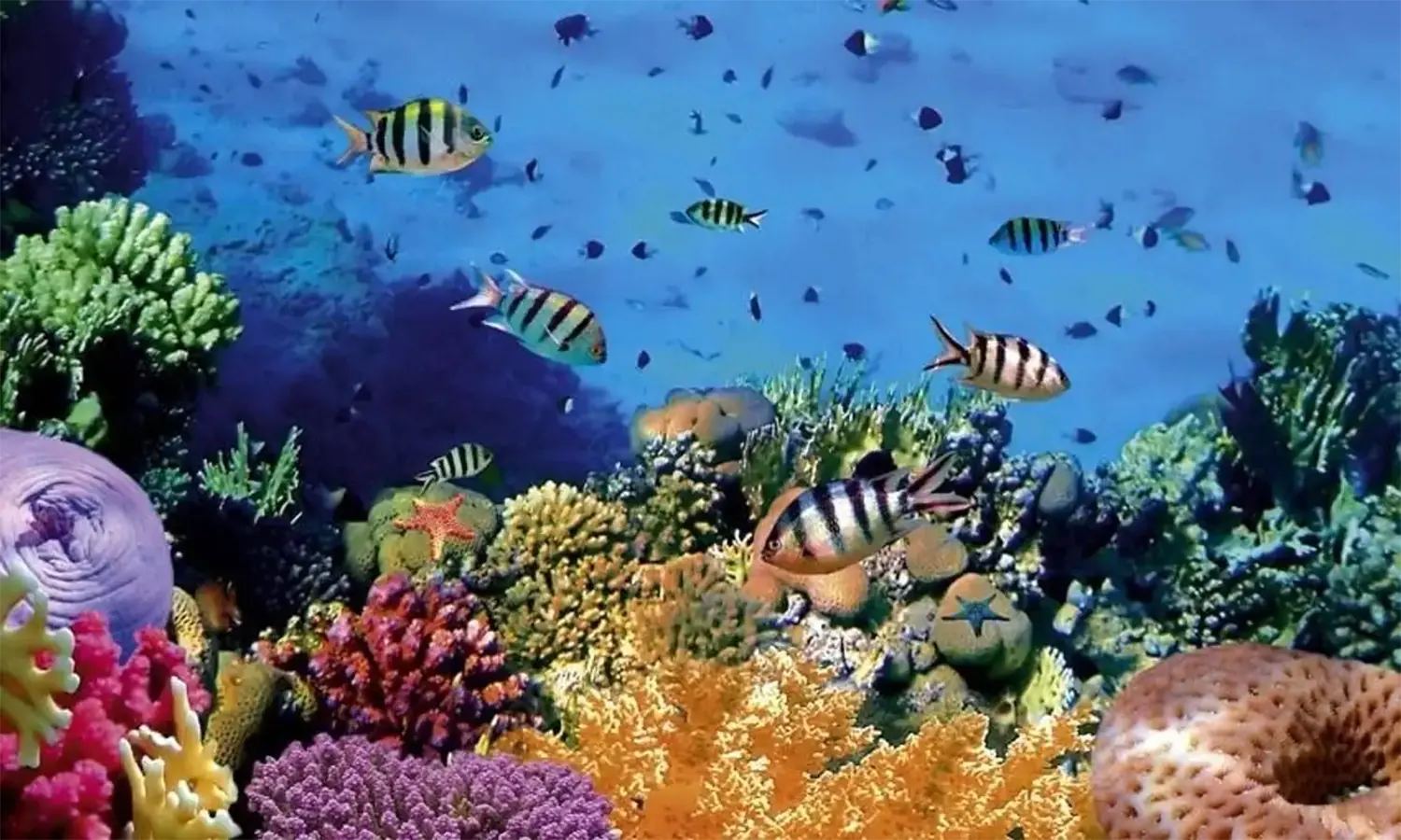 Keindahan dan Kekayaan Taman Laut Bunaken: Surga Tersembunyi Indonesia